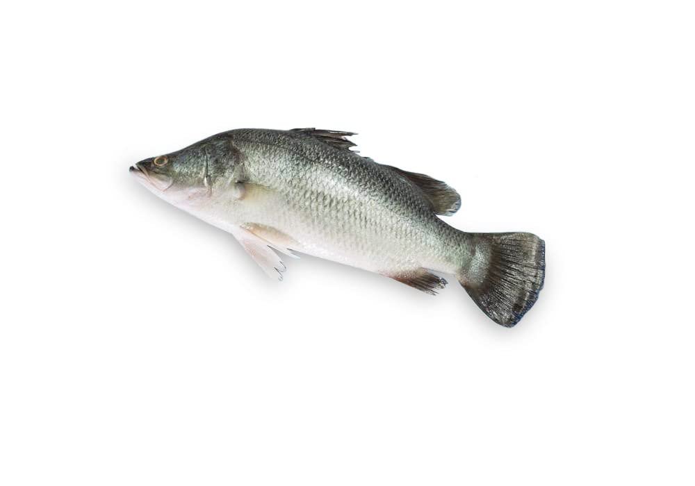 Whole Kolkata Bhetki (Above 1 / 1.2 Kg size)