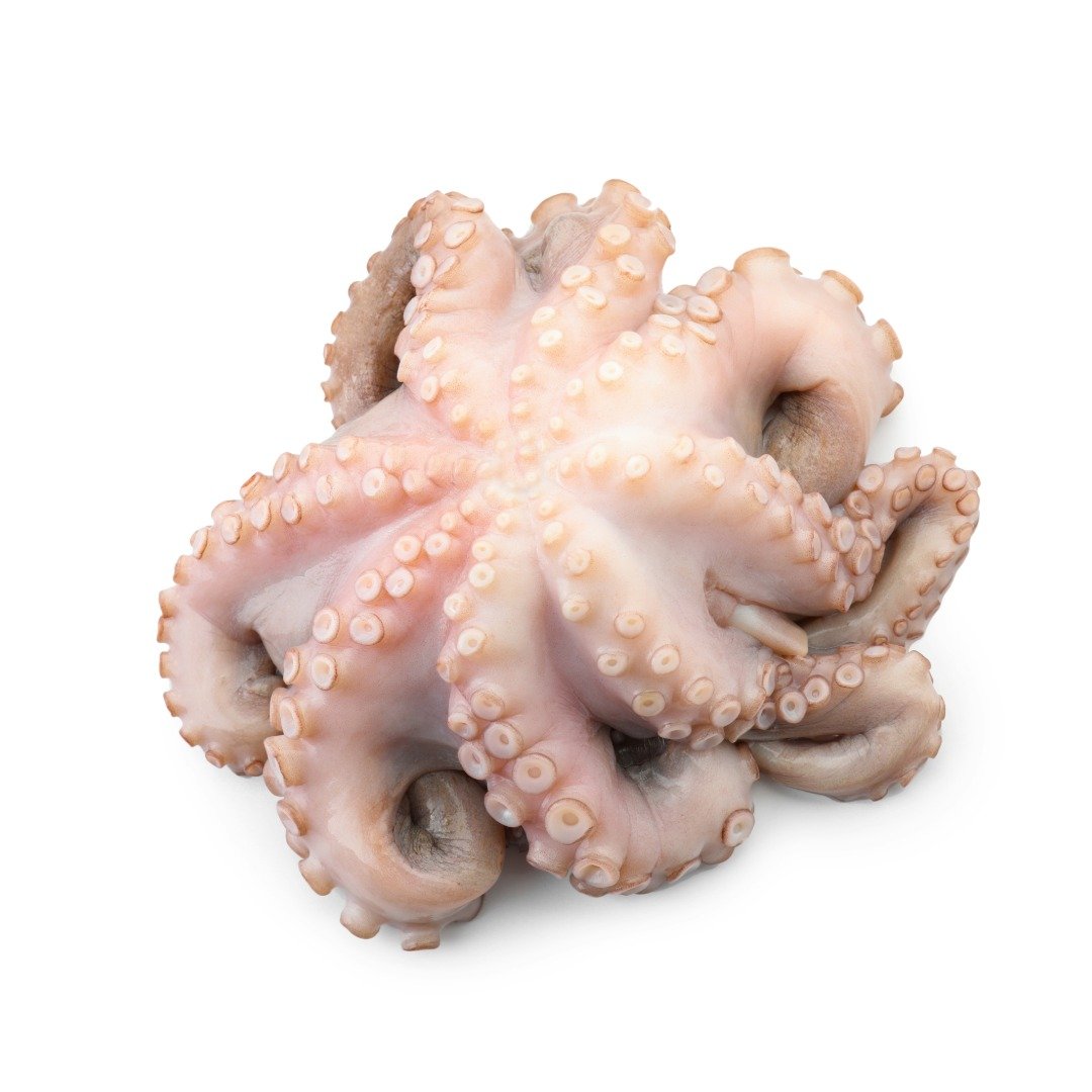 Octopus (5 – 7 pcs in Kg)