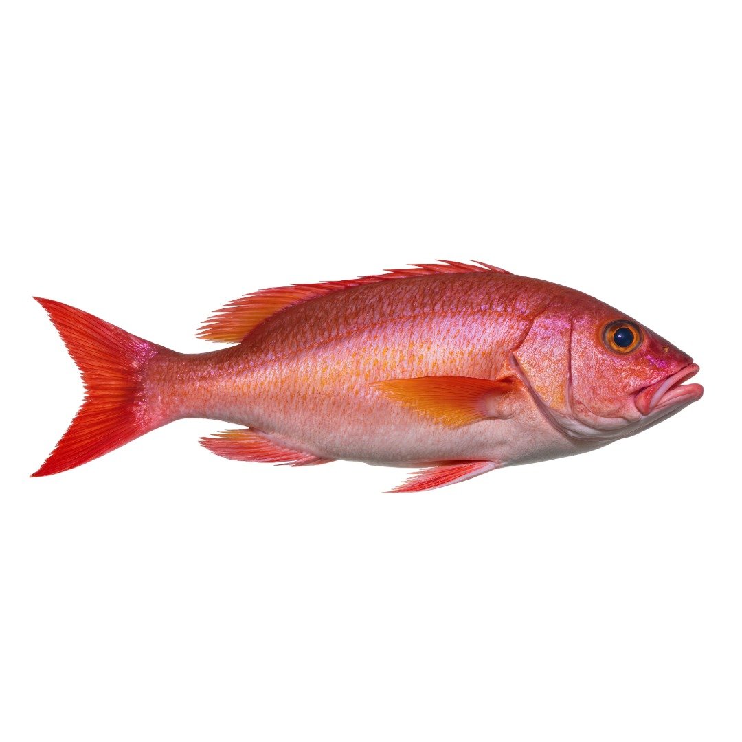 Red Snapper Fish