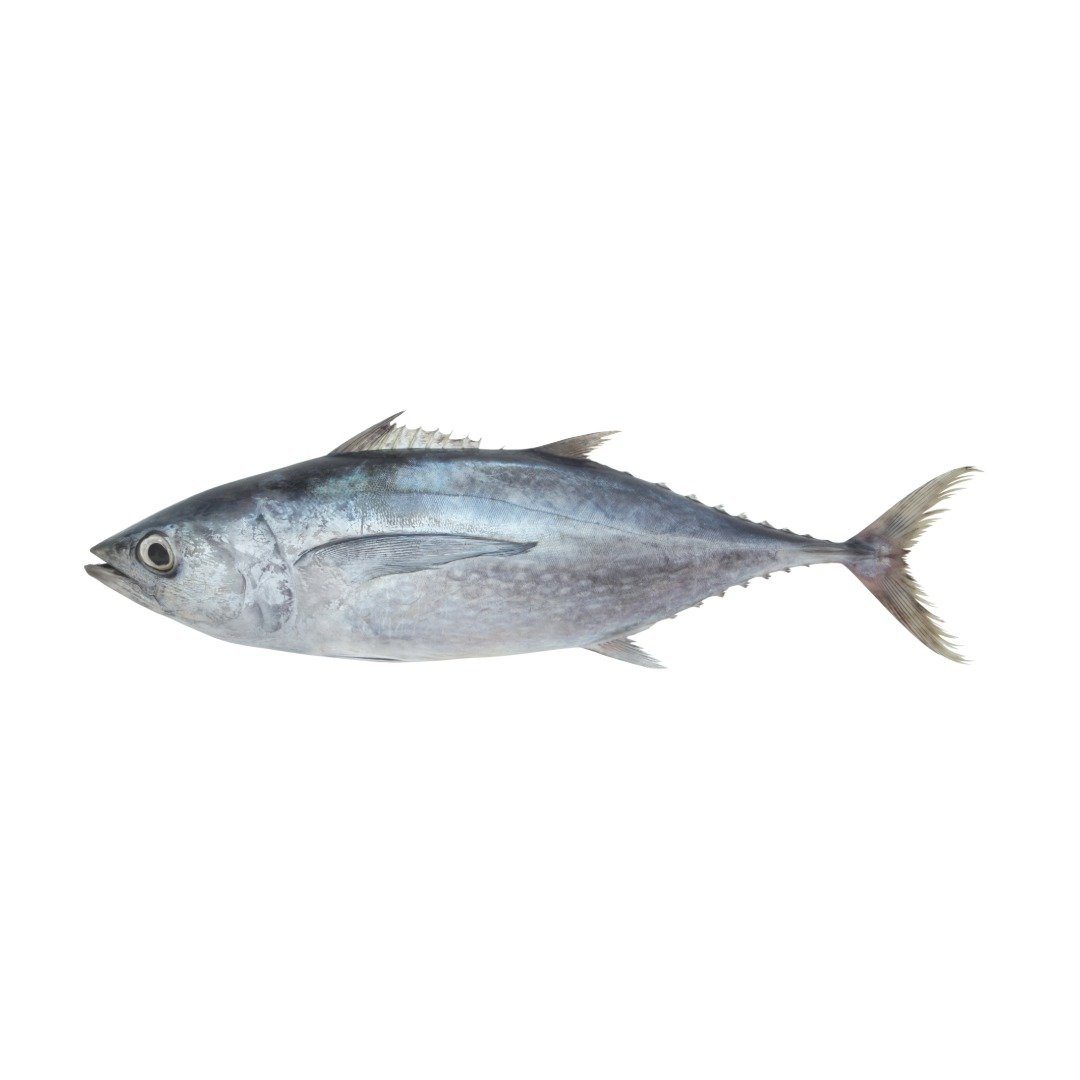 Tuna Fish