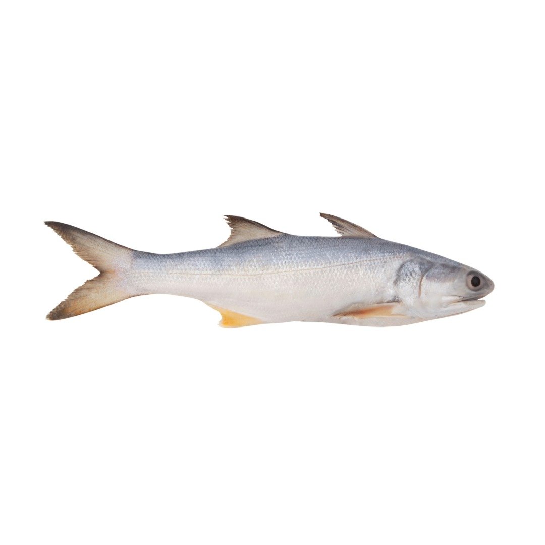 Gurjali / Rawas / Indian Salmon Fresh