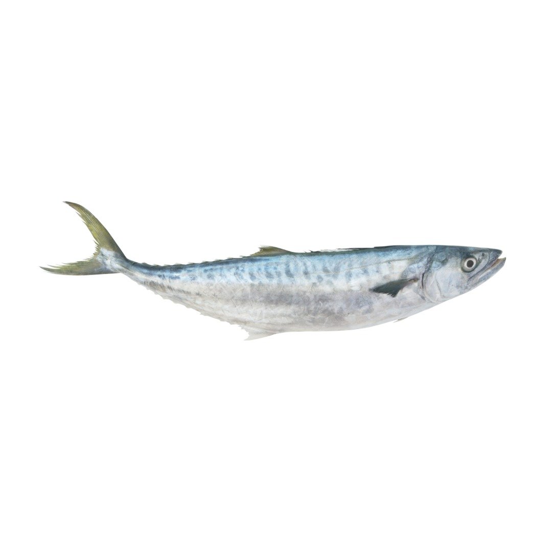 Surmai Fresh (King Mackerel / Seer Fish)