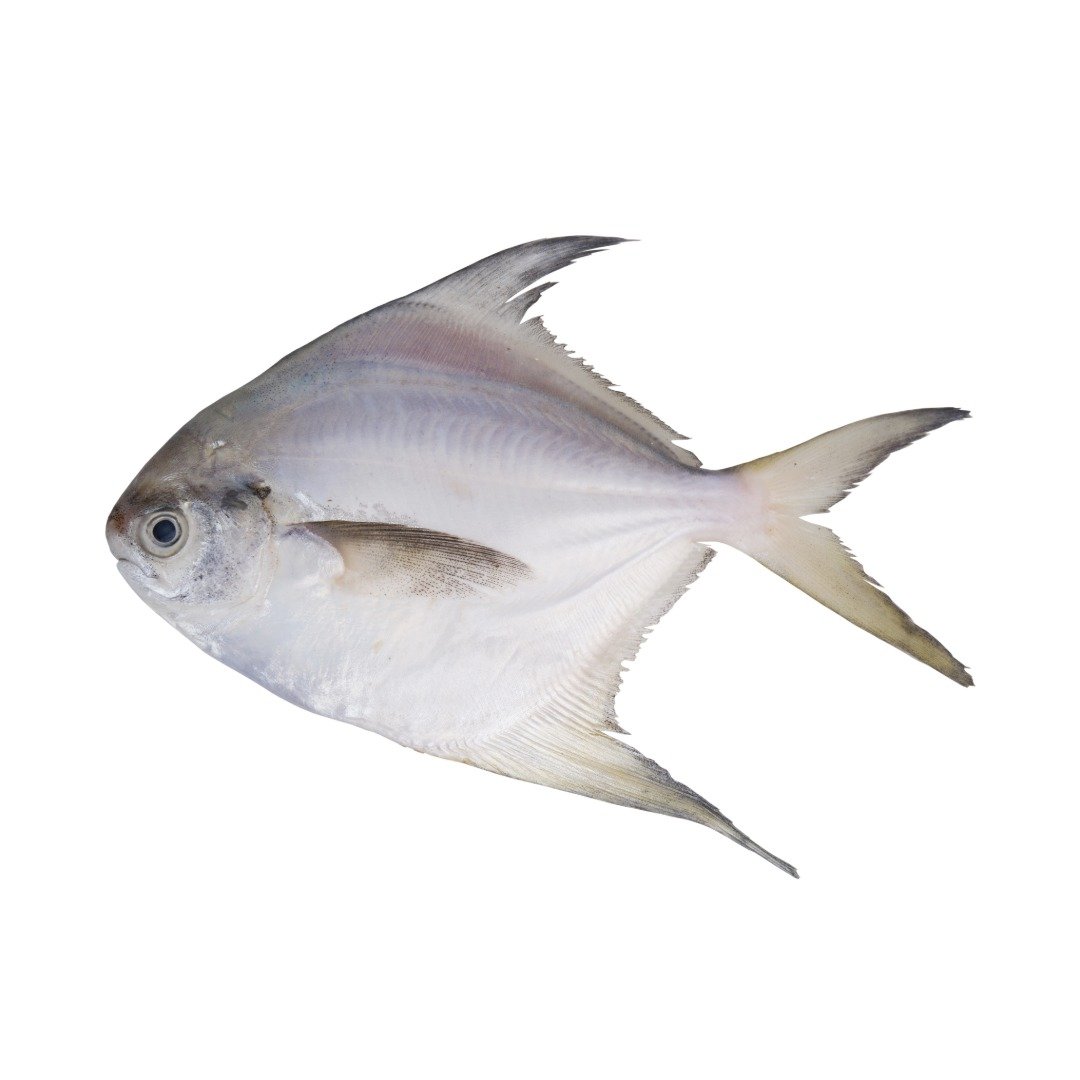 Fresh Pomfret (120 – 150 gm size)