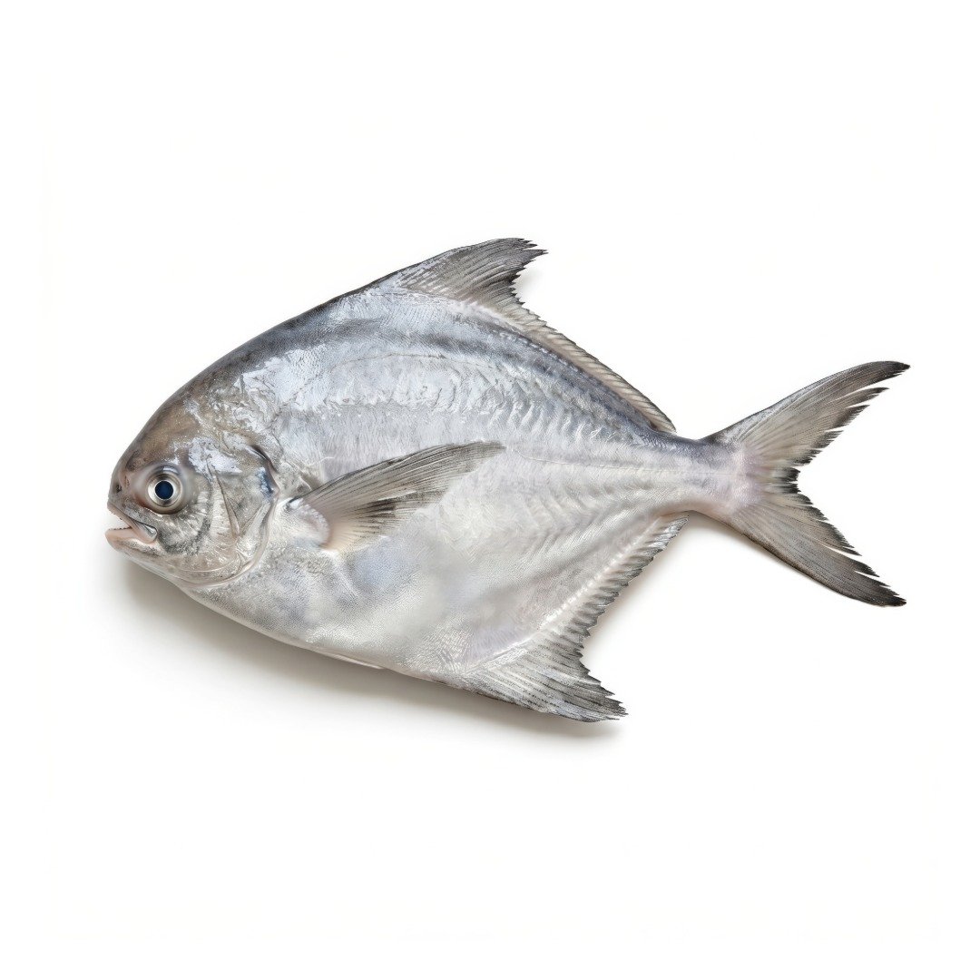 Fresh Pomfret (170 – 200 gm size)