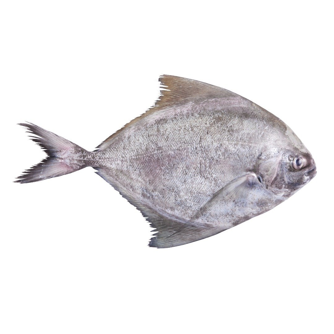 Fresh Black Pomfret