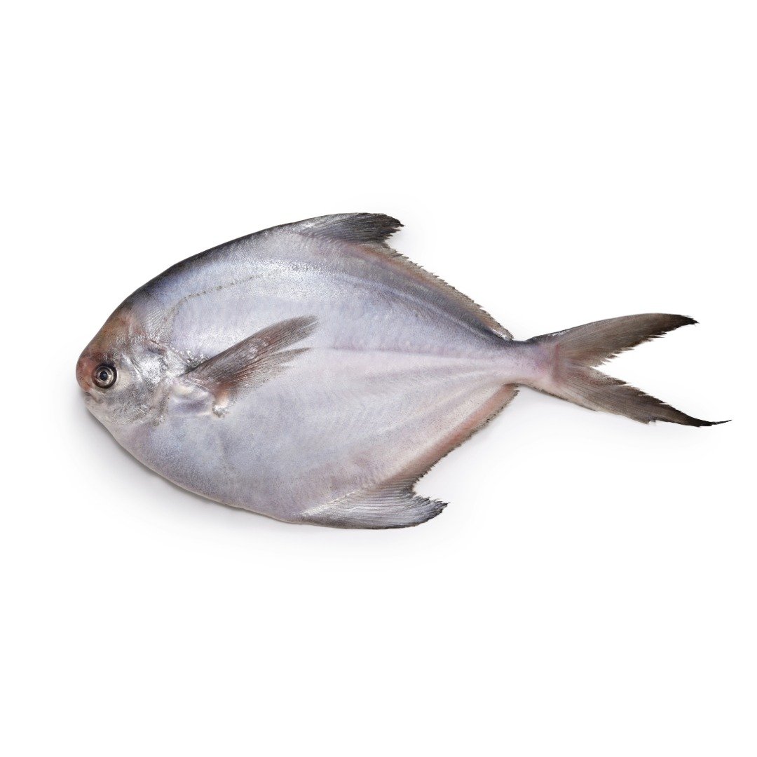 Chinese Pomfret