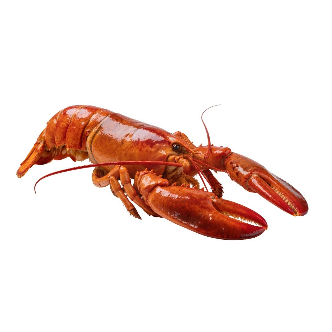IFB Fresh Catch Lobster (300 / 350 / Frozen 3 in a Kg)