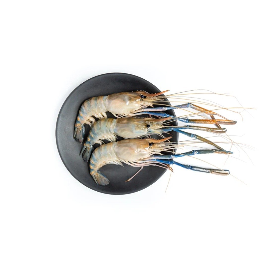 Giant Prawn Scampi Fresh (Galda 13/15 Count)