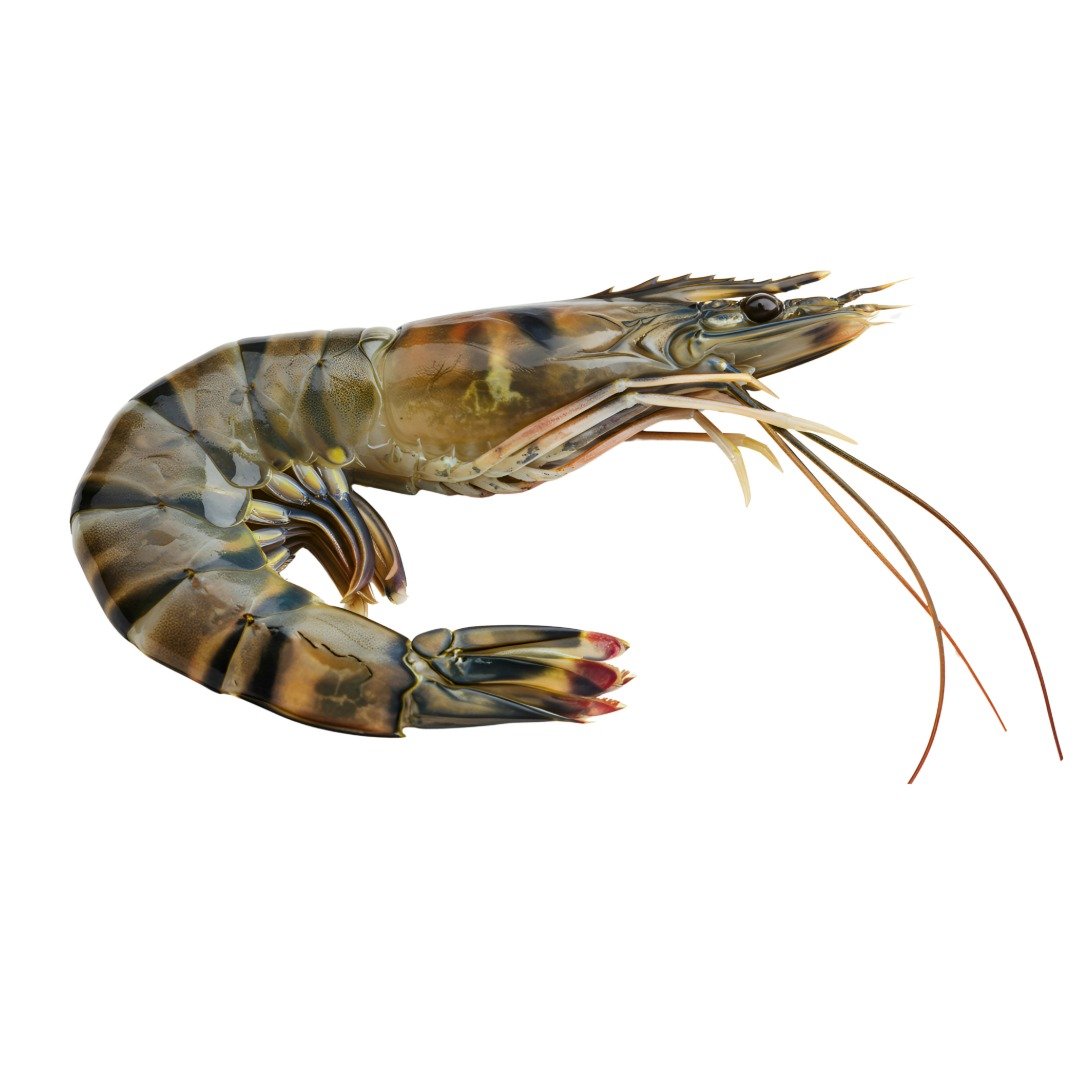 Extra Large Tiger Prawn Fresh (Black Bagda 28/30 Count)