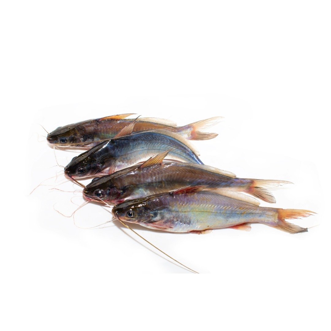 Tangra Fresh (40 – 150 gm size)