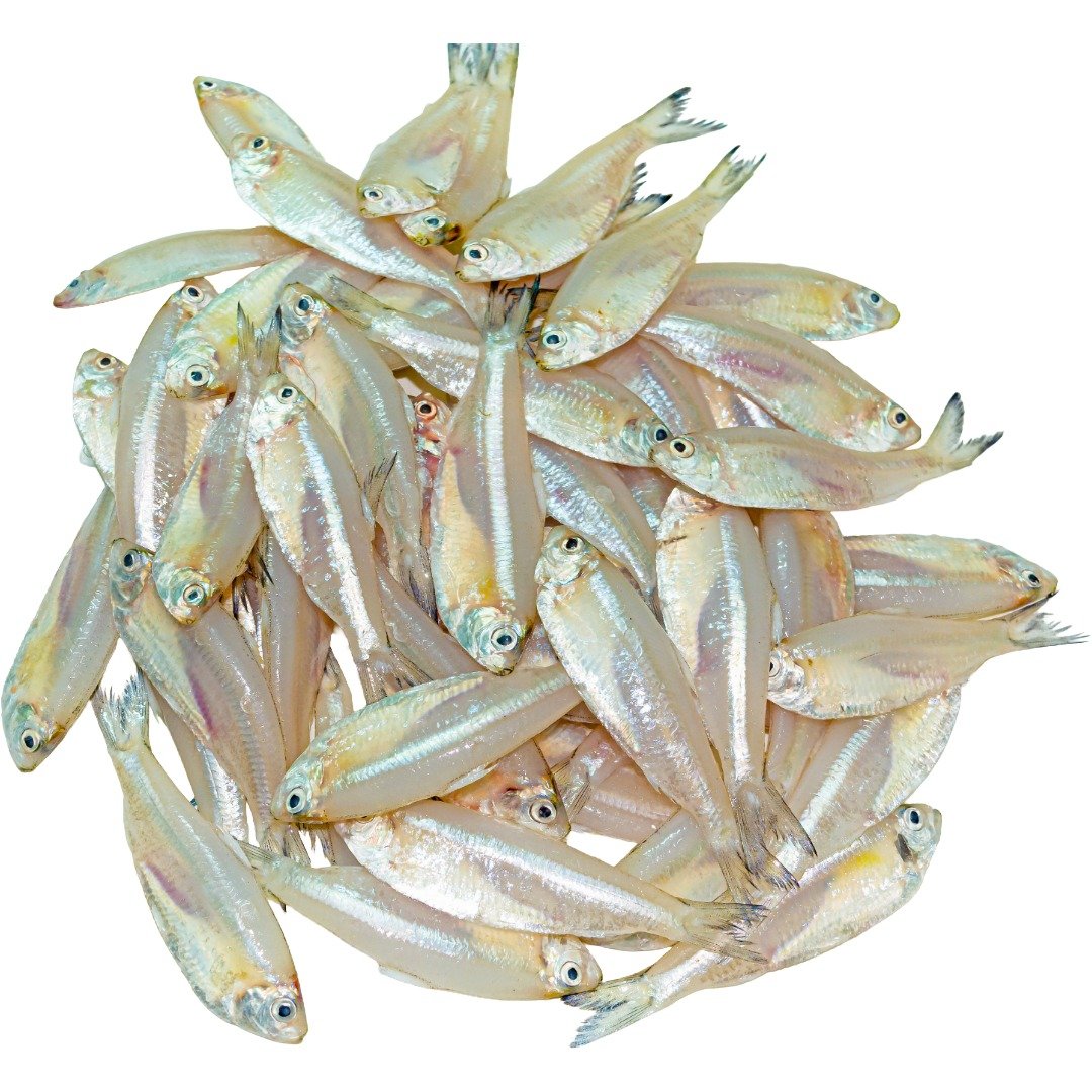 Puti / Mourala Fresh Fish