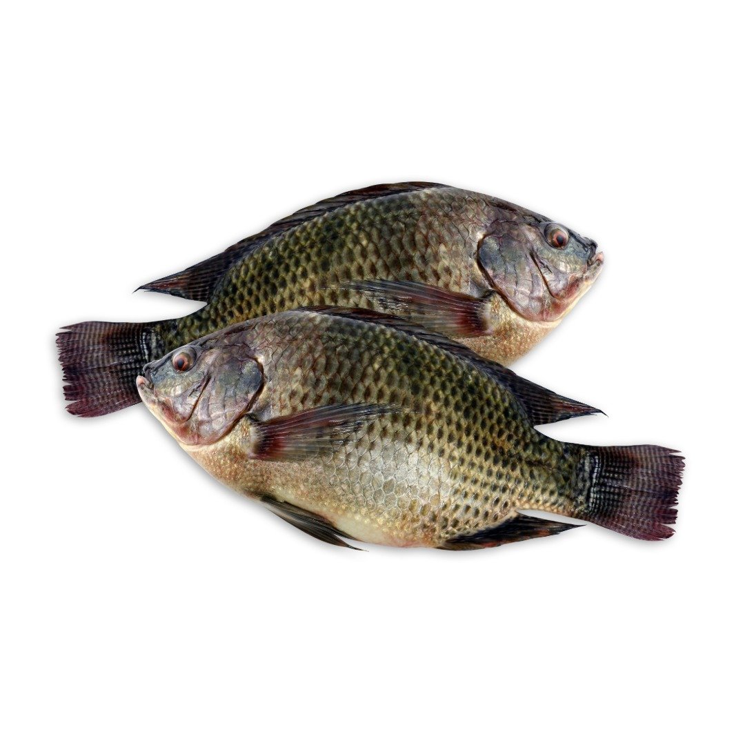 Tilapia Fresh Fish