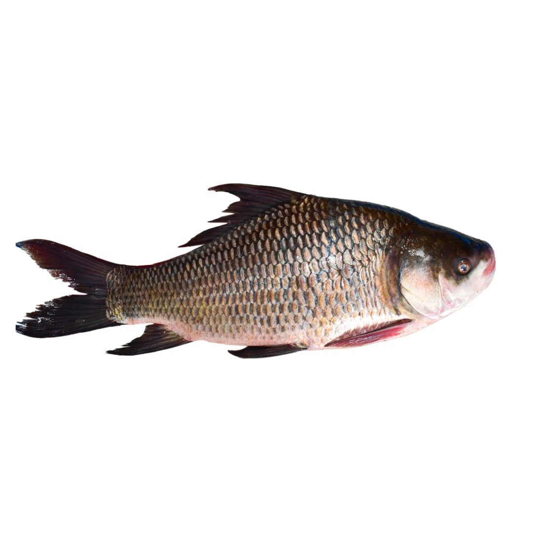 Katla Fish Fresh Whole (above 2 – 3 Kg size)