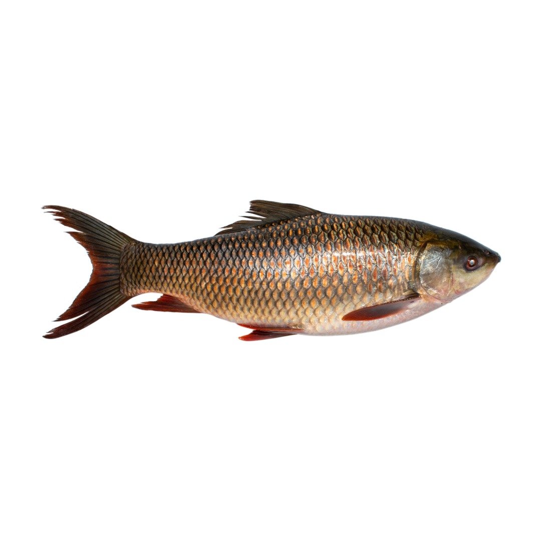 Rohu Fish Fresh Whole (1.5 – 2.5 Kg size)