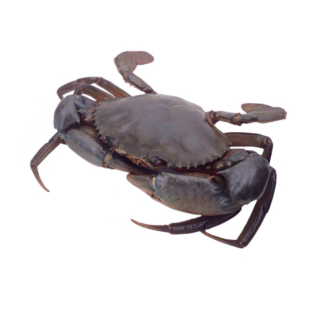 Mud Crab Live Fresh (5 – 6 pcs in a Kg)