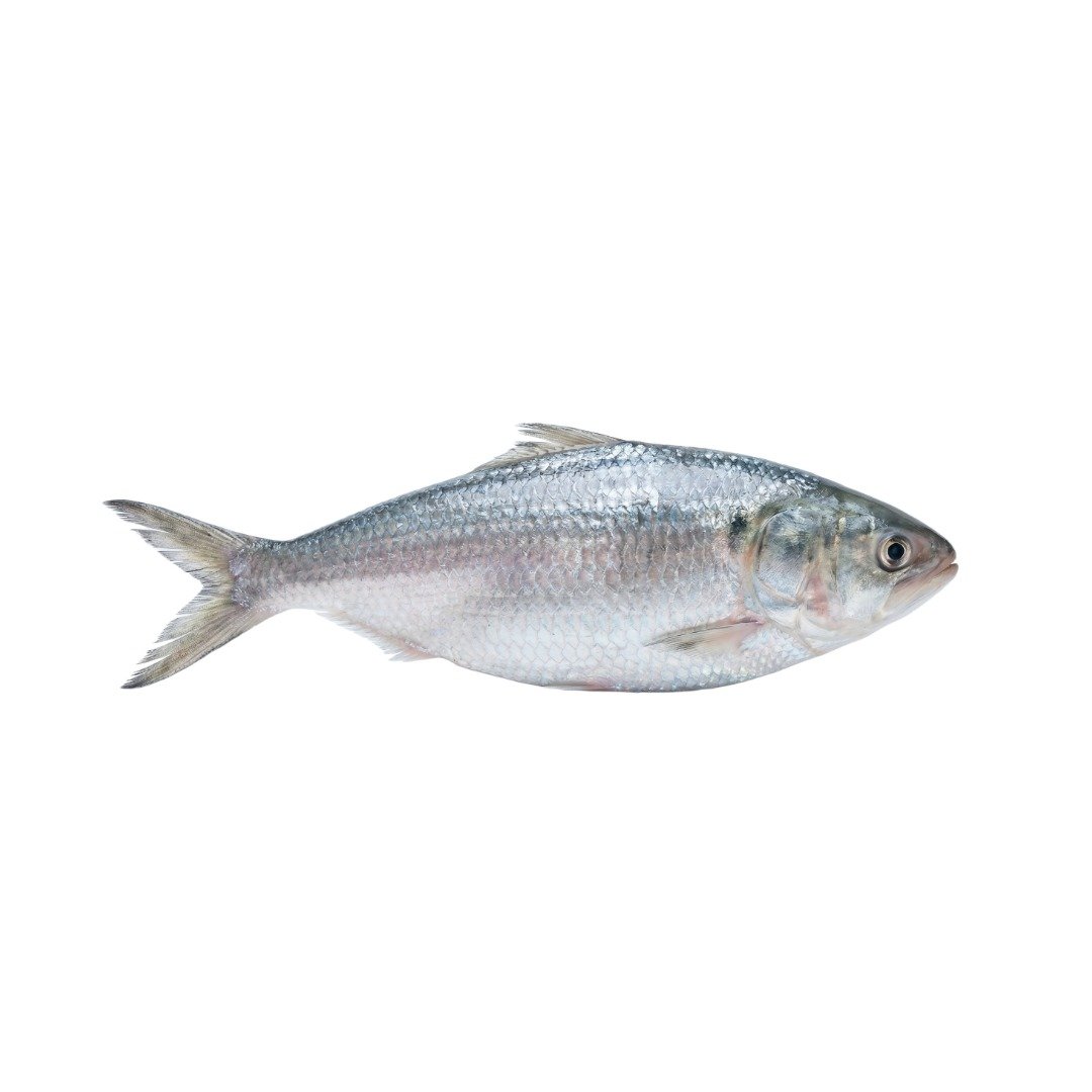 Frozen / Storage Ilish (850 – 1000 gm size)