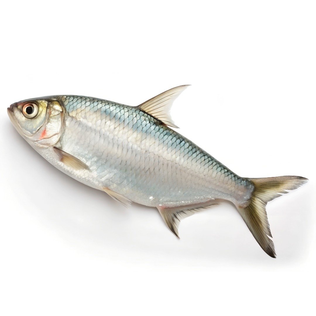 Frozen / Storage Ilish (1000 – 1250 gm size)