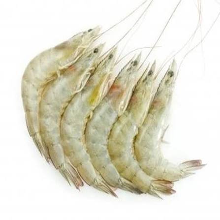 Chabra Chingri Whole (40 – 50 pcs in Kg)