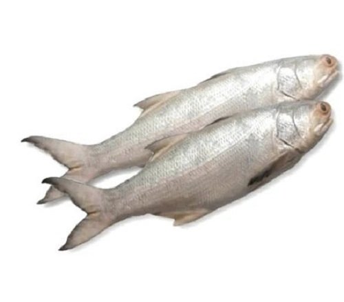 Bhola Fresh Whole (60 – 150 gm size)