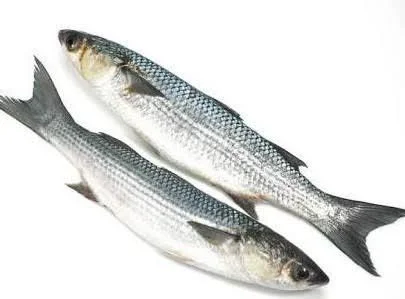 Parshe Fresh (40 – 200 gm size)