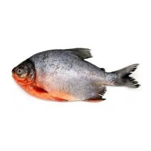 Chanda Fresh Fish